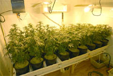 Marijuana Indoor Grow Example
