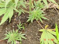 Marijuana Outdoor Grow Example